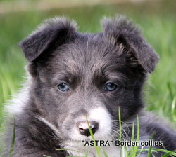 Slate female, medium coat, border collie puppy